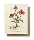 Echinacea Plantable Wildflower Seed Card