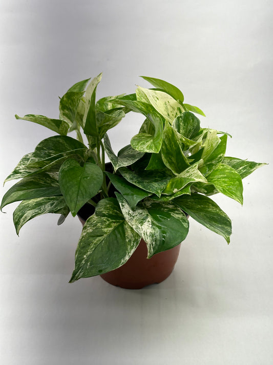 6” Pothos Marble Queen