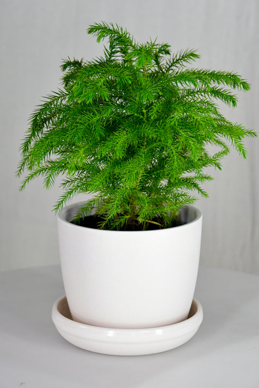 4" Norfolk Pine