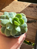 2” Echeveria elegans