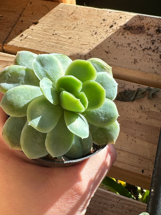 2” Echeveria elegans