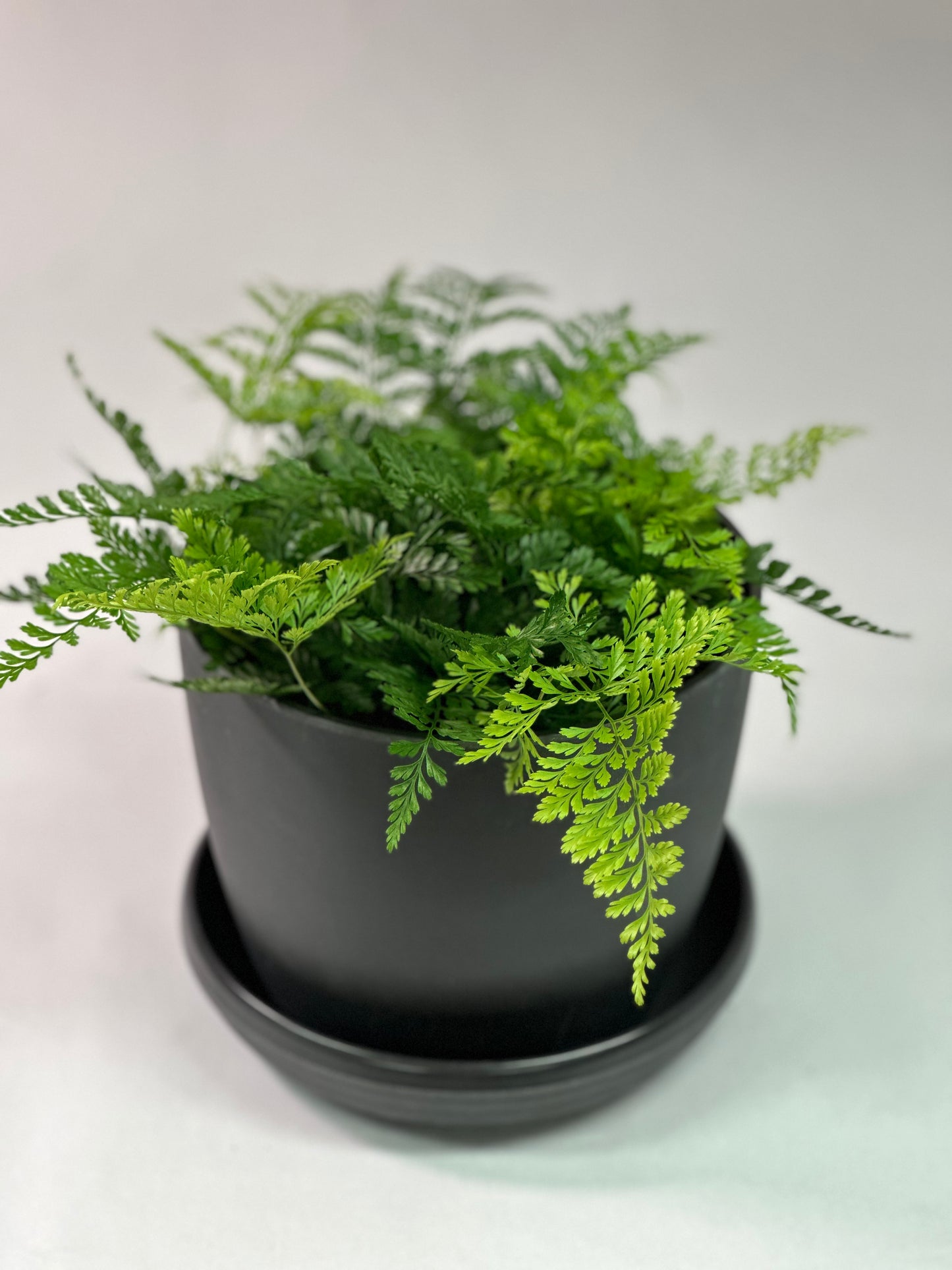 6" Rabbit's Foot Fern