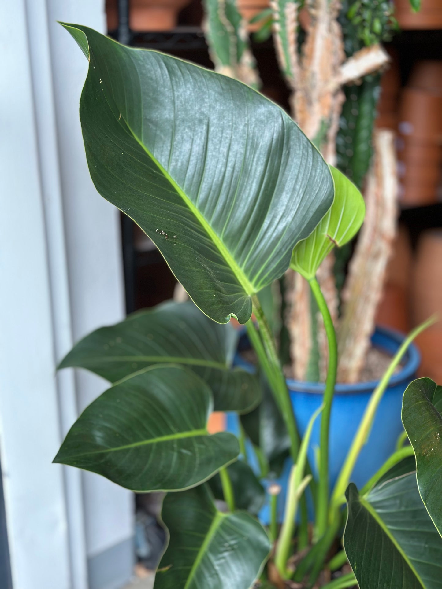 10" Philodendron "Congo Green"