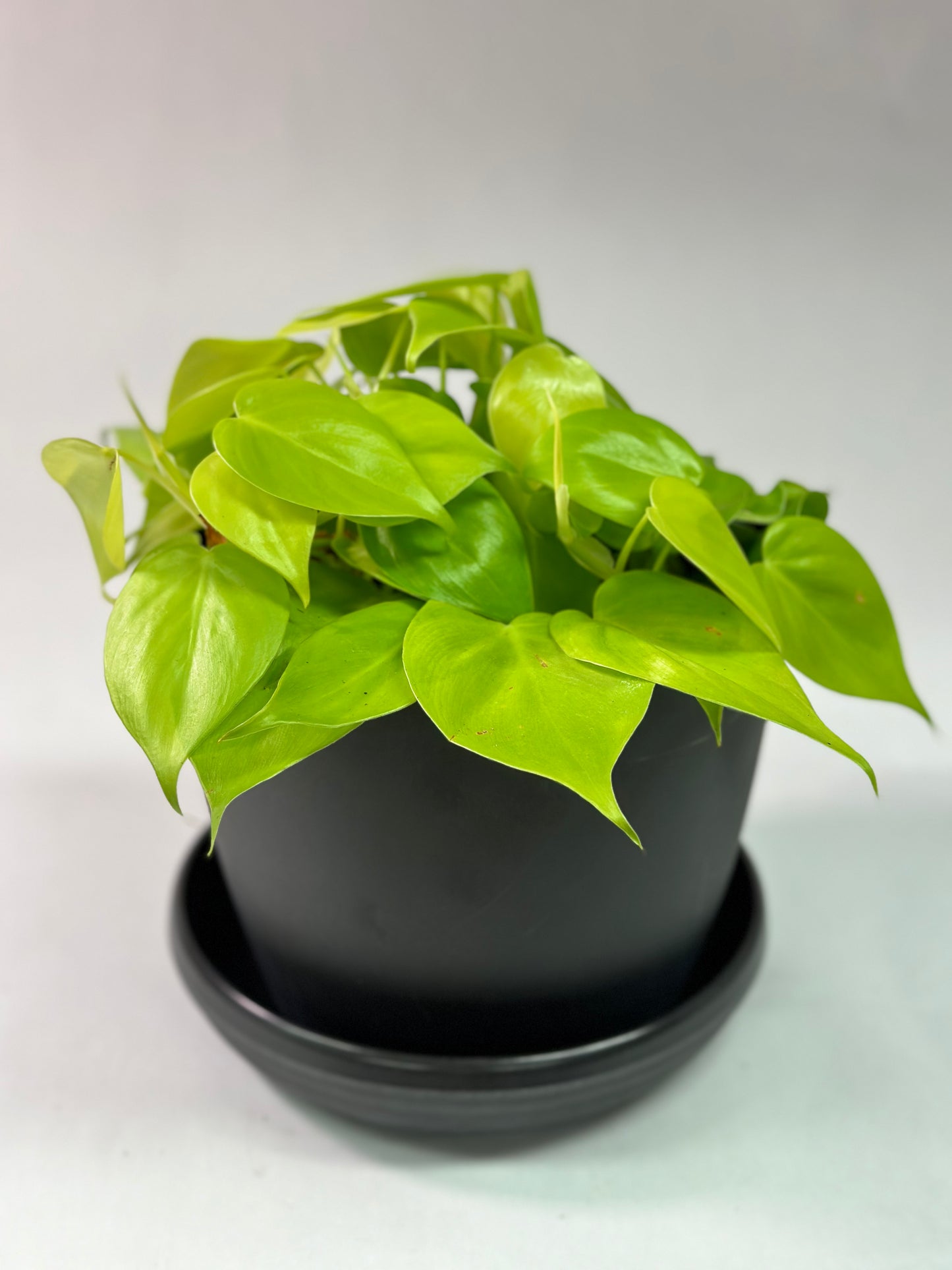 6" Philodendron hederaceum "Lemon"