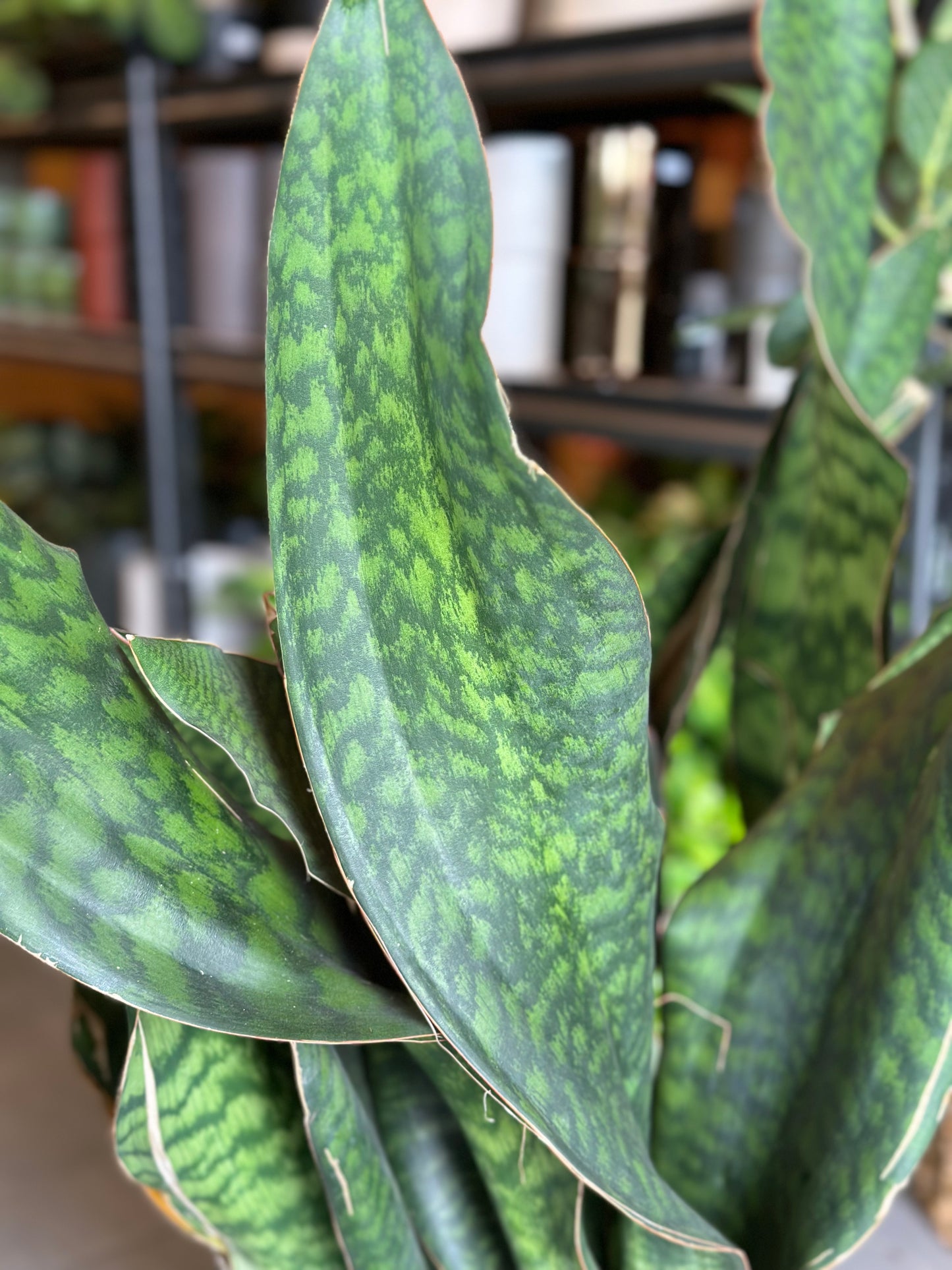 10" Sansevieria 'Whale Fin'