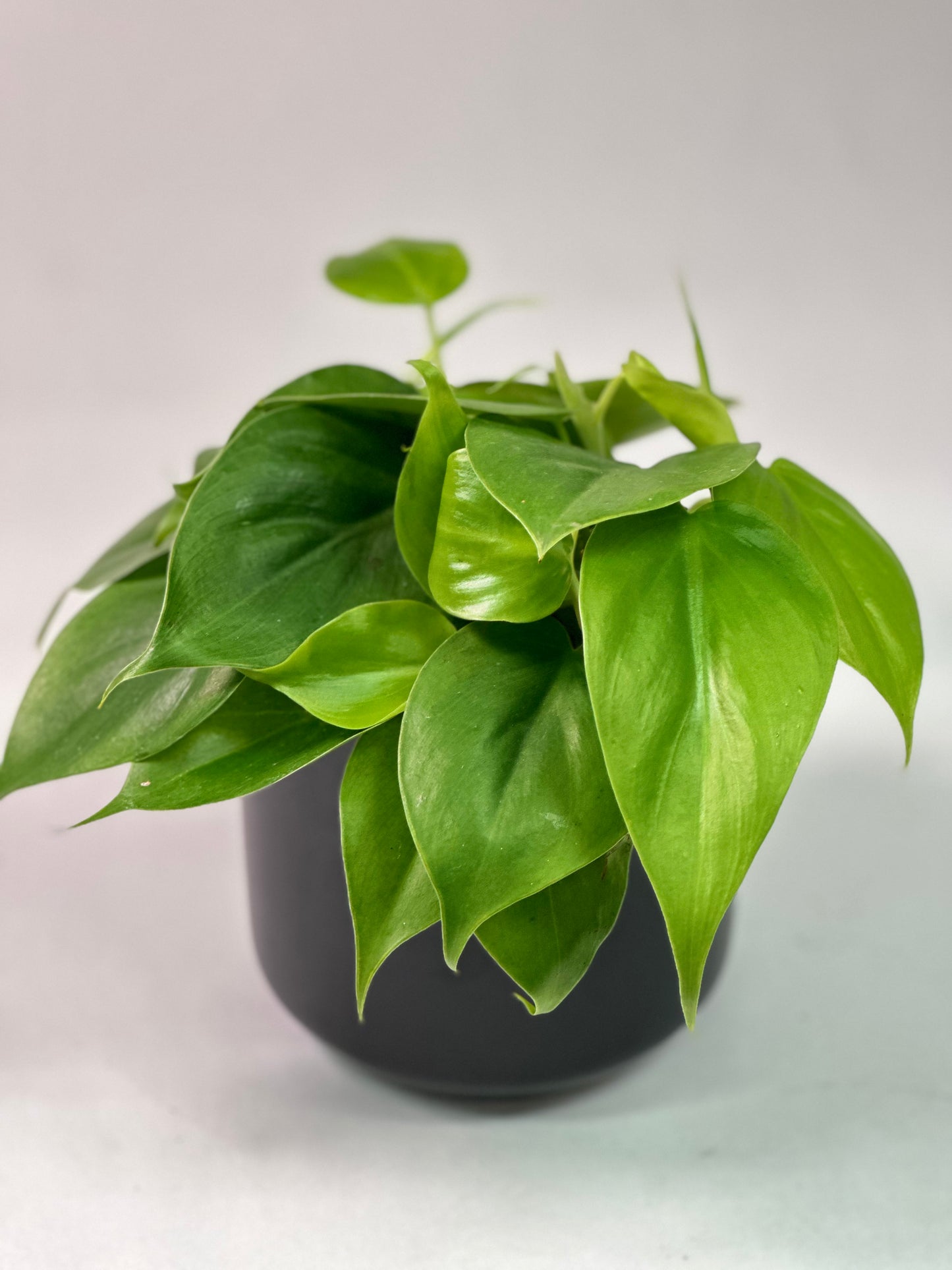 Philodendron hederaceum