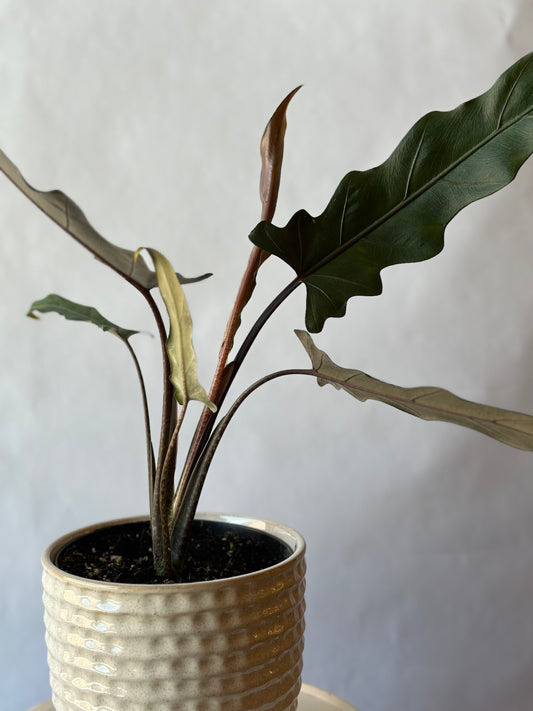 6” Alocasia lauterbachiana “Purple Sword”
