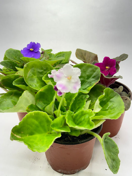 4” African Violet