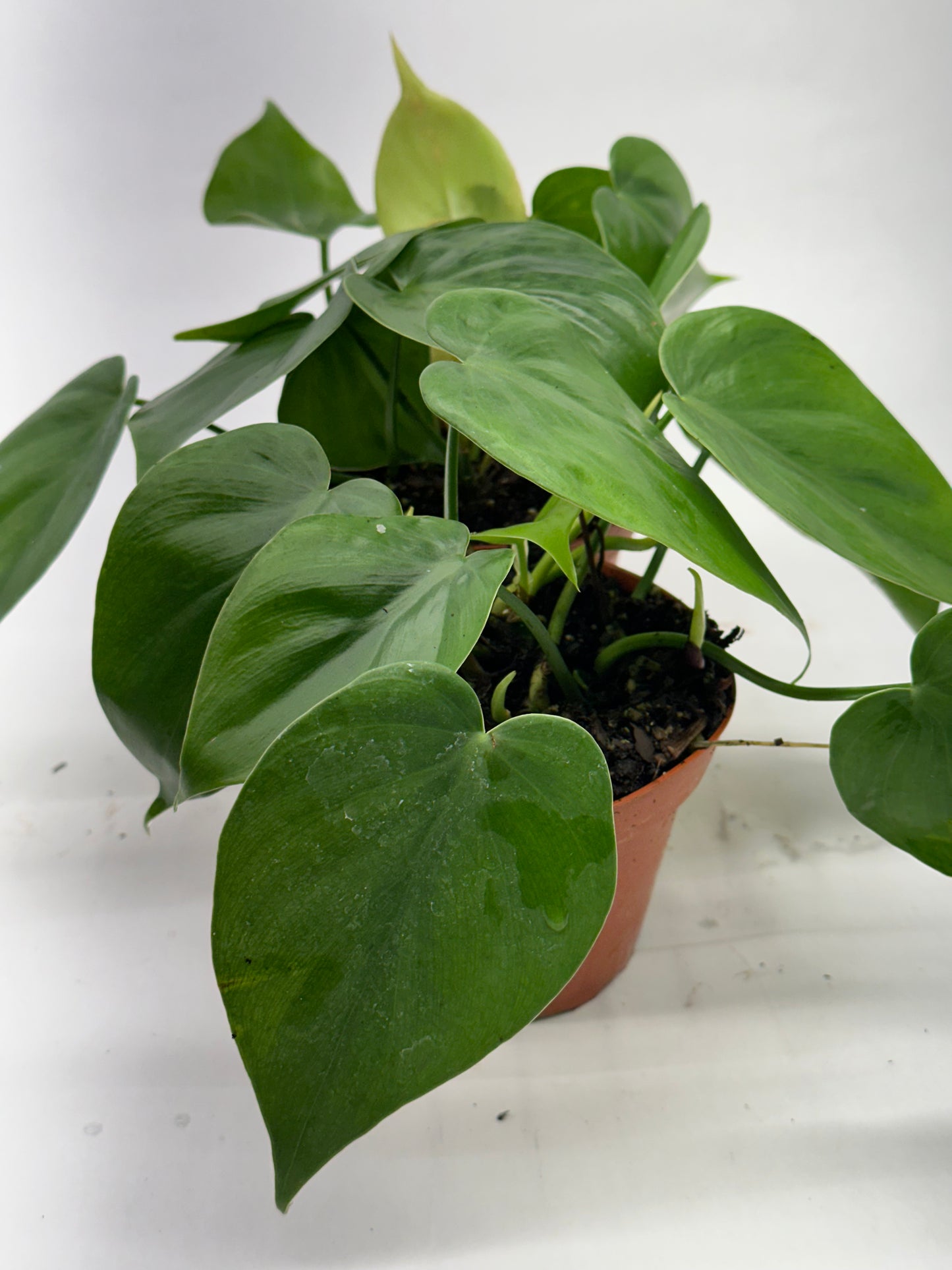 4" Philodendron Assorted Vining