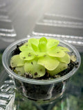 2” Pinguicula moranensis “Butterwort”
