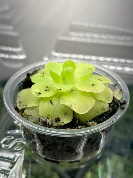 2” Pinguicula moranensis “Butterwort”