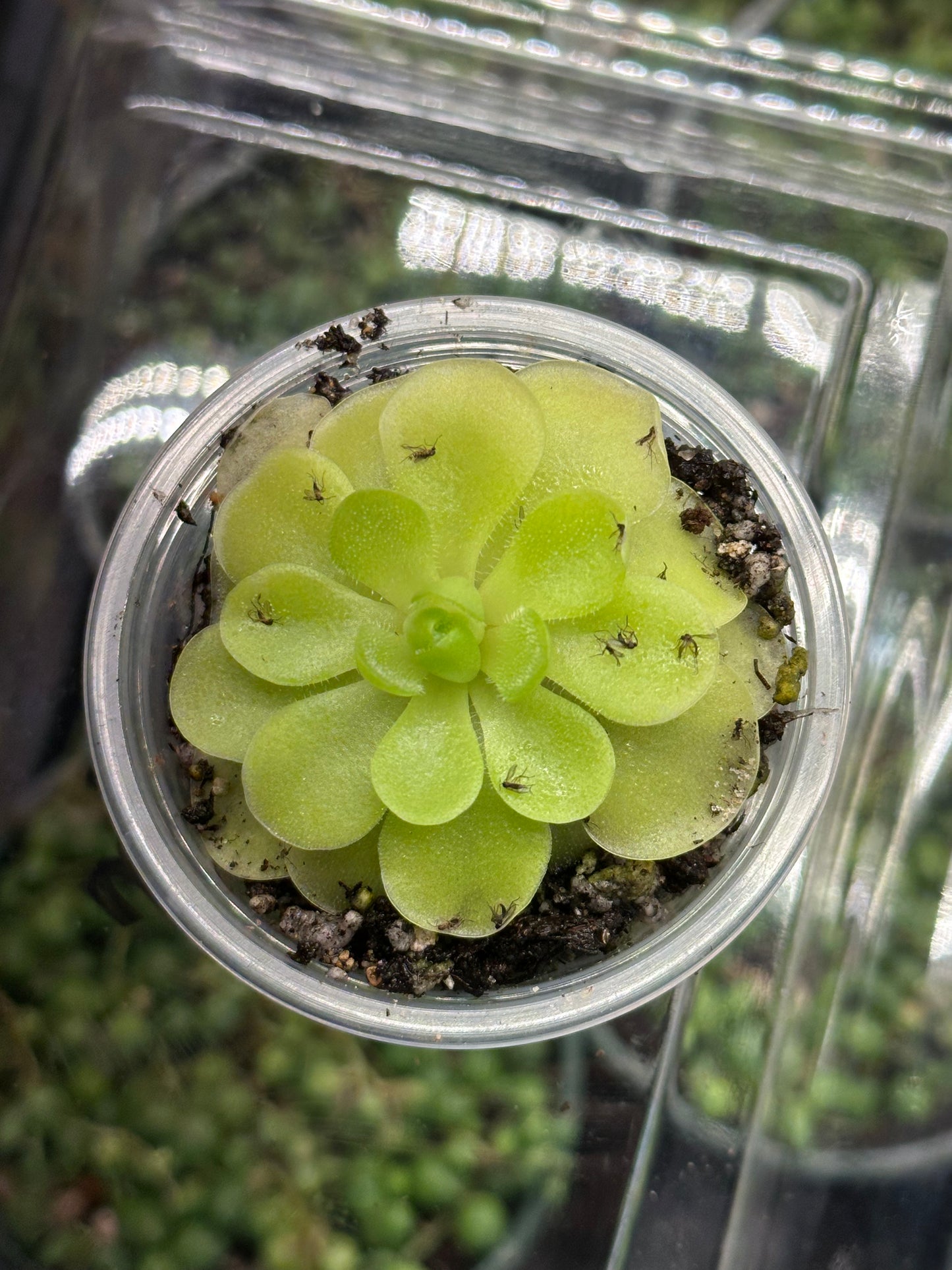 2” Pinguicula moranensis “Butterwort”