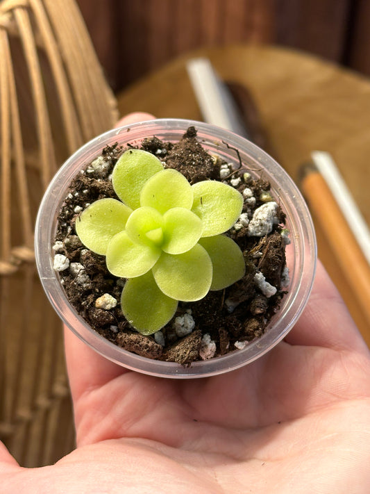 2” Pinguicula gigantea “Butterwort”