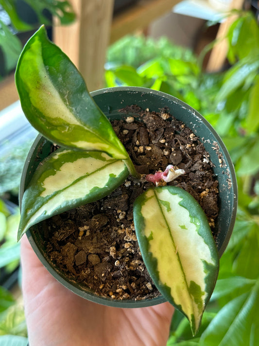 4” Hoya Krimson Princess
