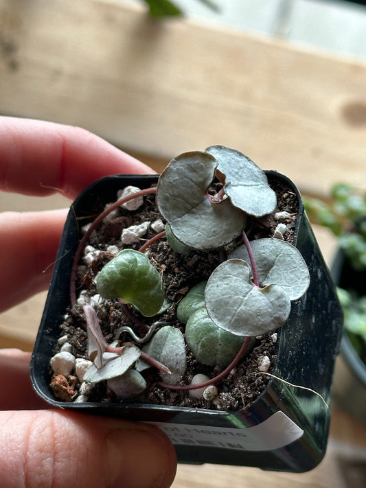 2" String of Hearts