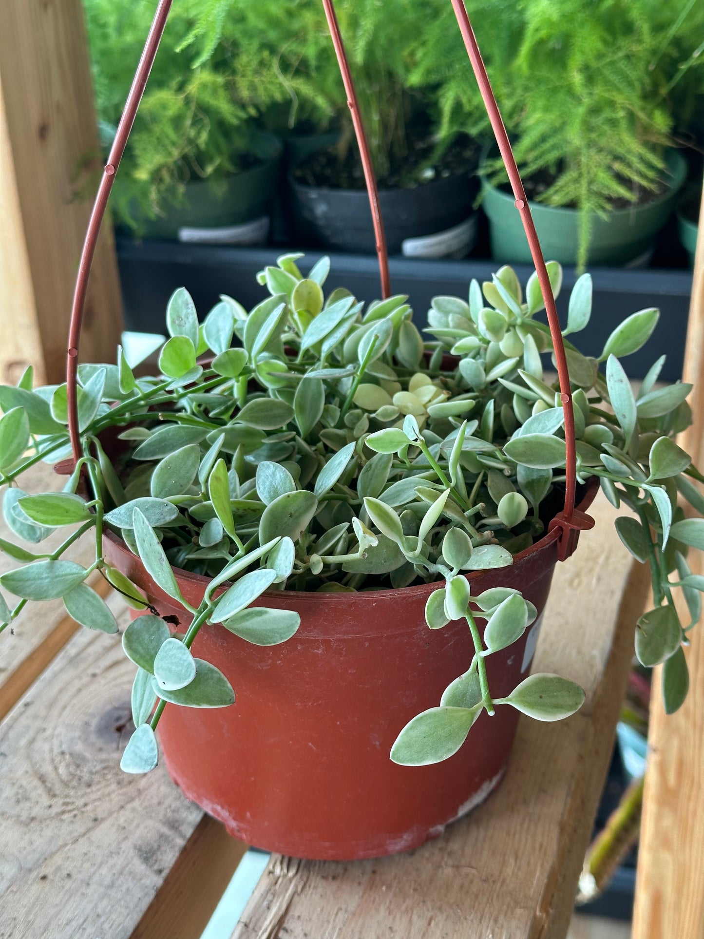 Dischidia oiantha 'Cascade'