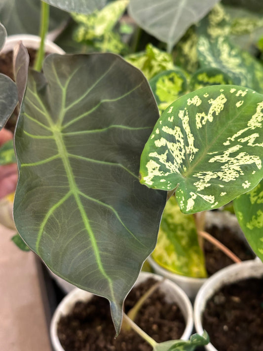 4" Alocasia Assorted