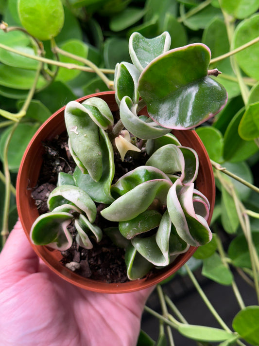 4" Hoya carnosa "Compacta" Variegated