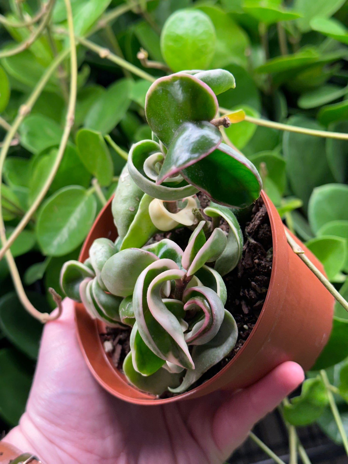 4" Hoya carnosa "Compacta" Variegated