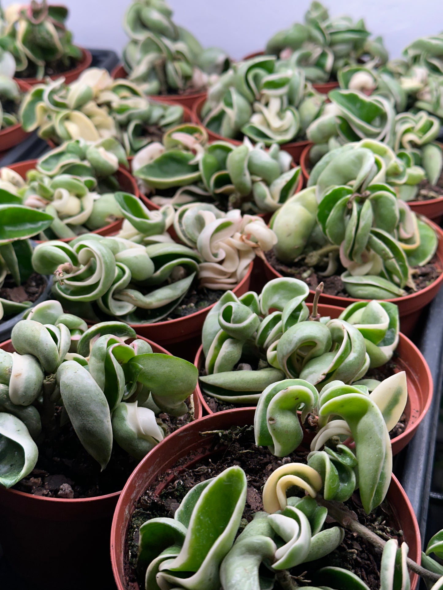 4" Hoya carnosa "Compacta" Variegated