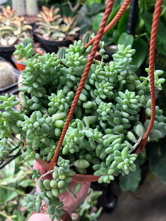 6" Sedum 'Burrito'