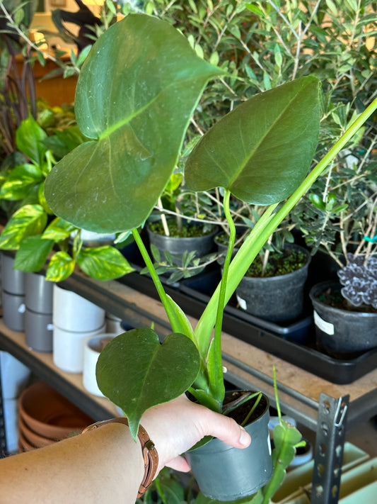 4" Monstera deliciosa