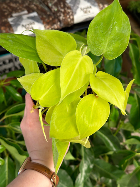 4" Philodendron hederaceum "Lemon"