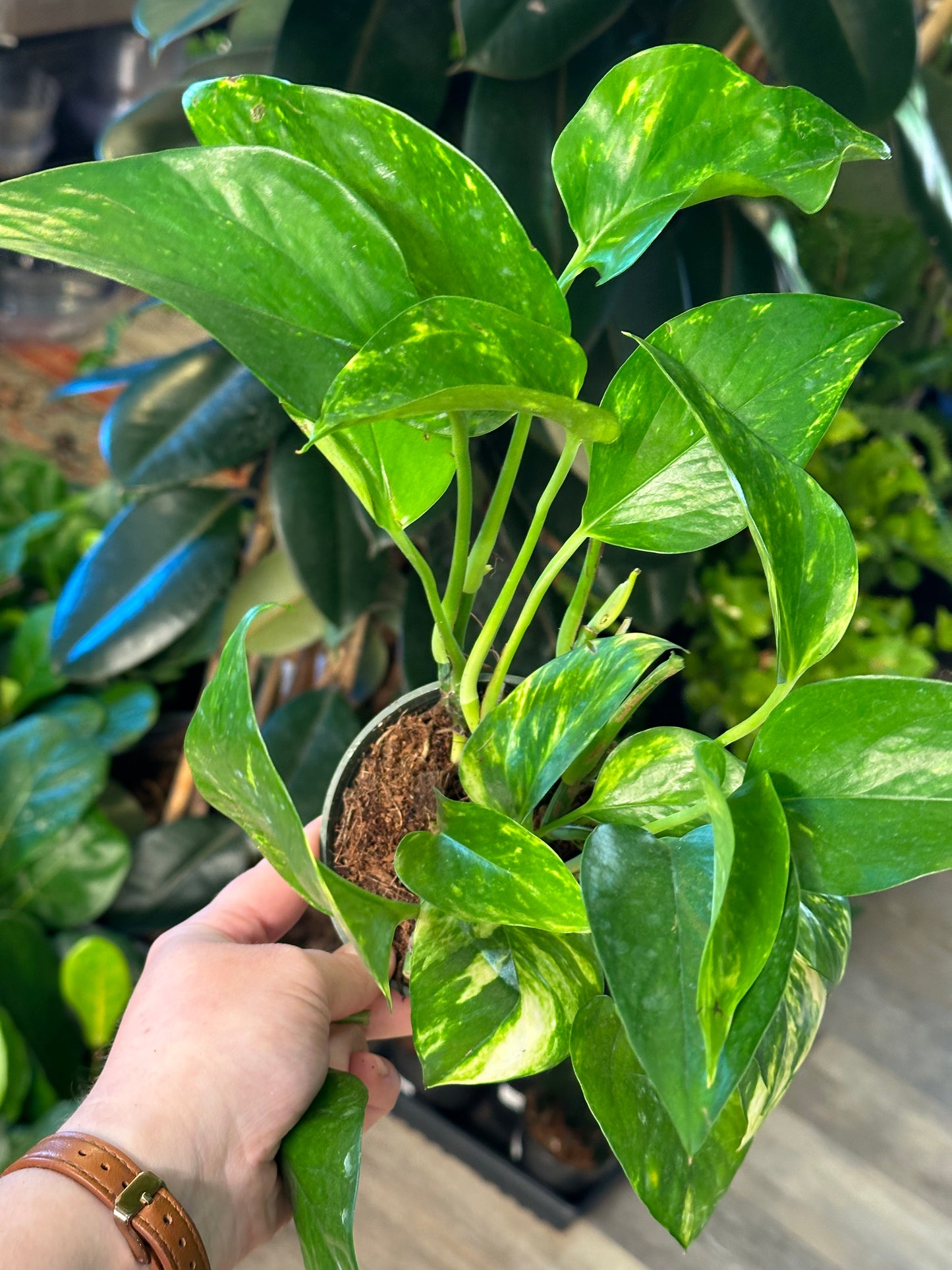 4" Epipremnum aureum "Golden Pothos"