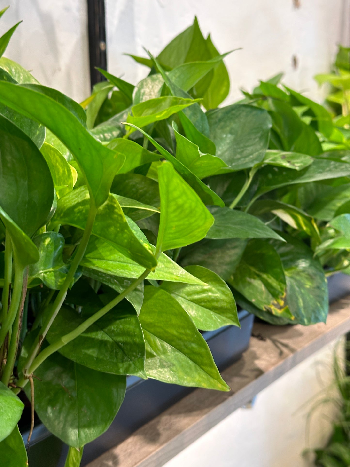 4" Epipremnum aureum "Golden Pothos"