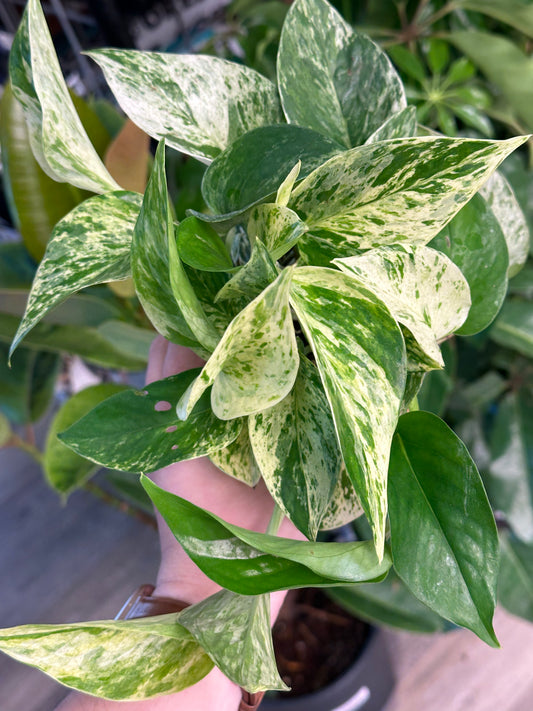 4" Epipremnum aureum "Marble Queen Pothos"