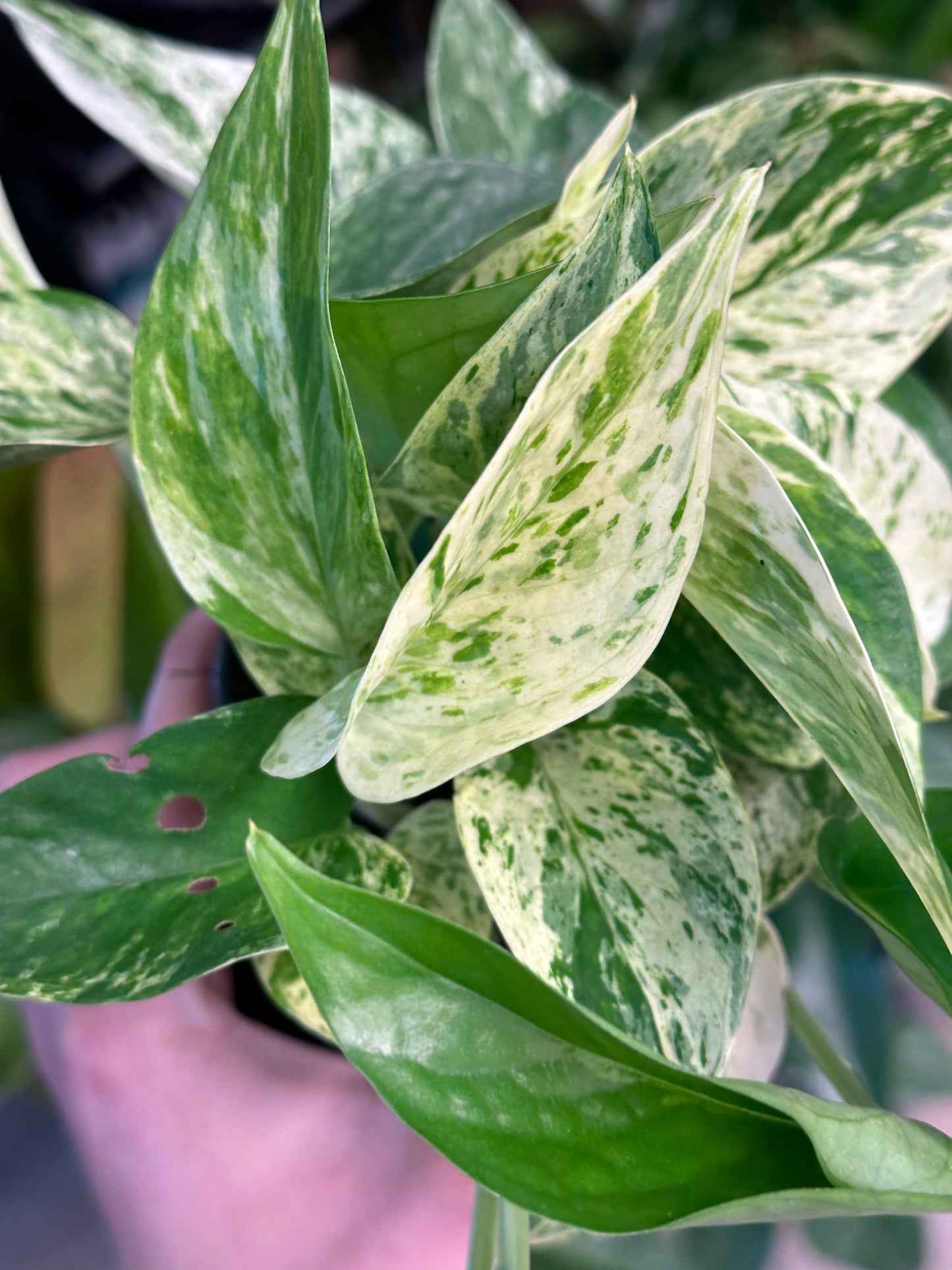 4" Epipremnum aureum "Marble Queen Pothos"