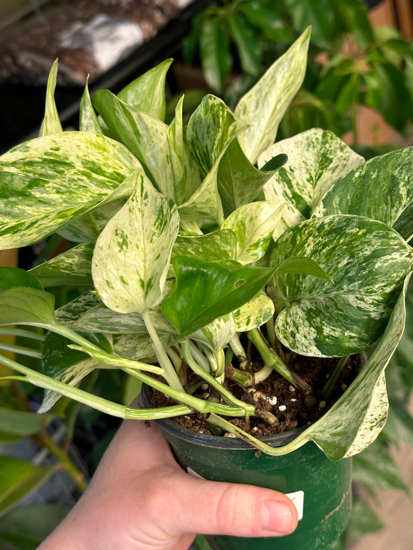 4" Epipremnum aureum "Marble Queen Pothos"