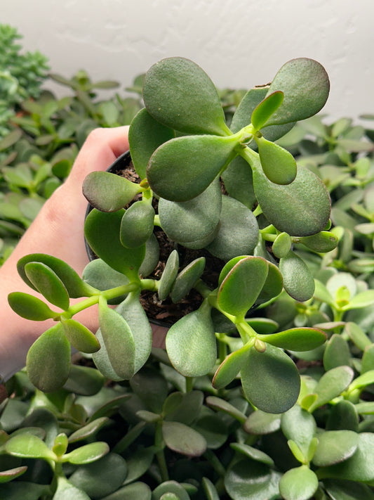 4" Crassula ovata "Jade"