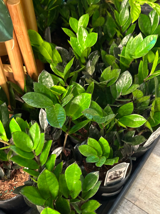 5" Zamioculcas zamiifolia "Black Raven"