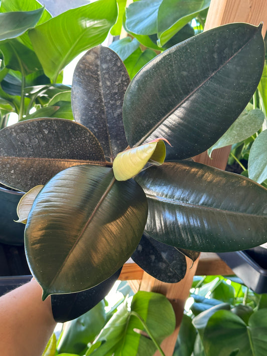 6" Ficus elastica "Burgundy" Bush