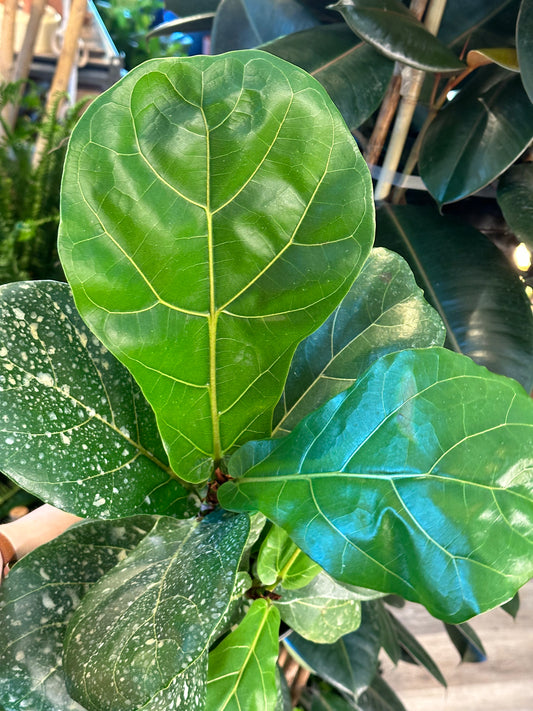 6" Ficus lyrata "Fiddle Leaf Fig"