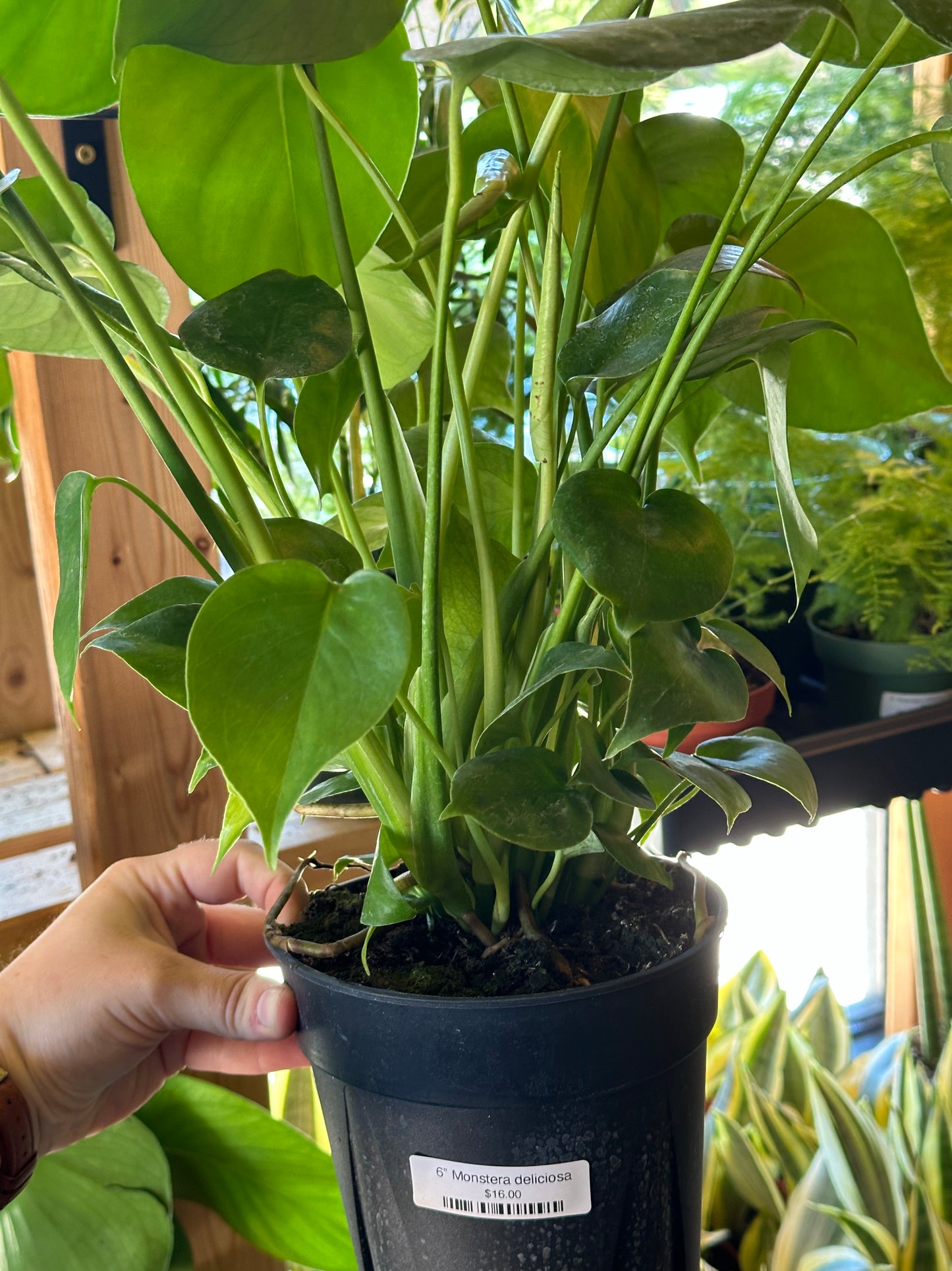 6” Monstera deliciosa