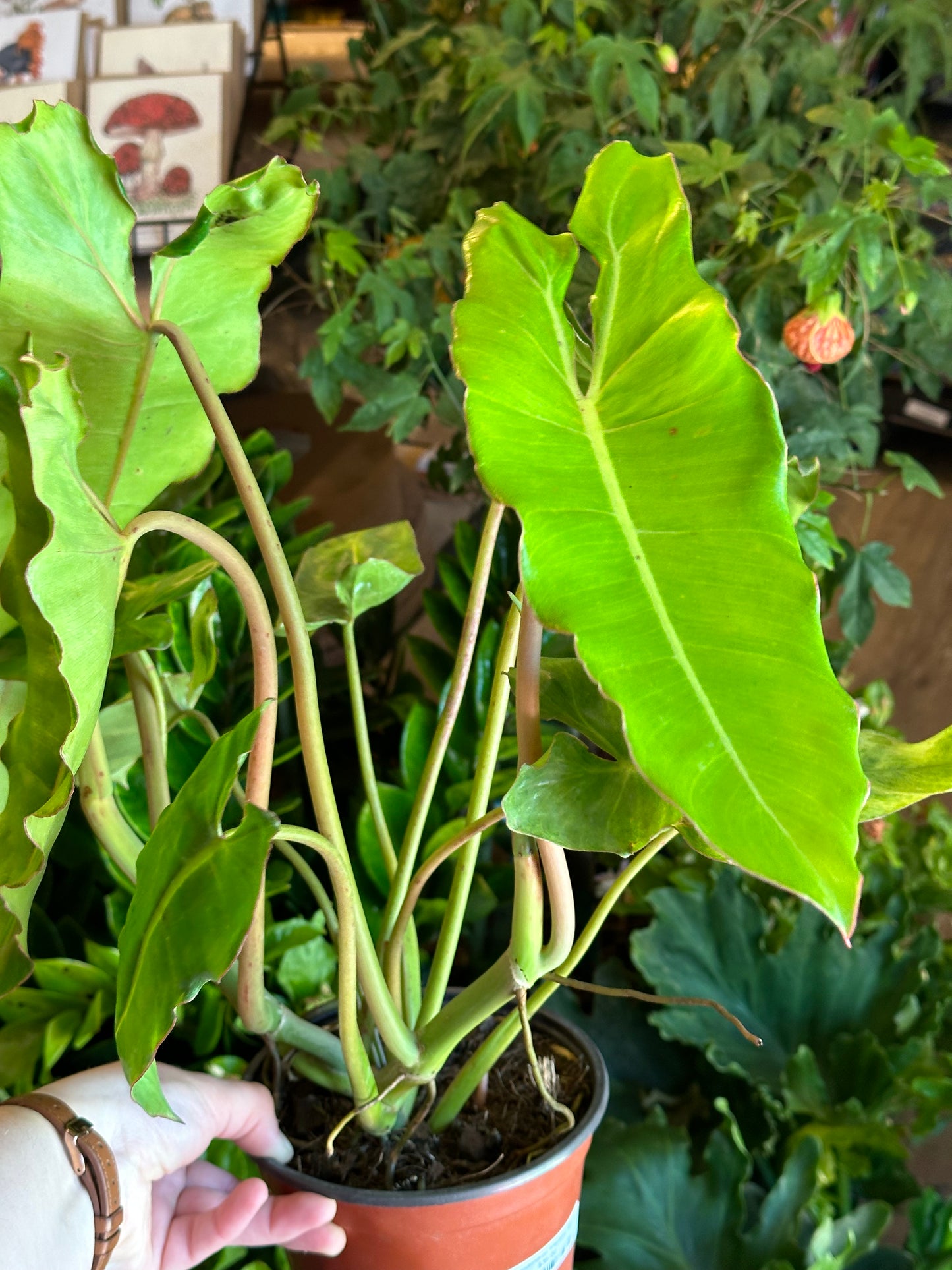 6" Philodendron "Paraiso Verde"