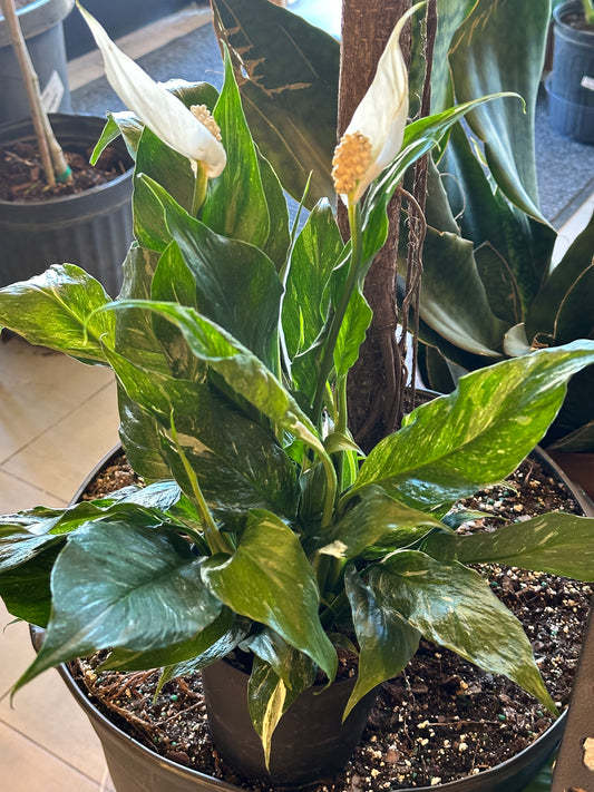 6" Spathiphyllum "Domino"