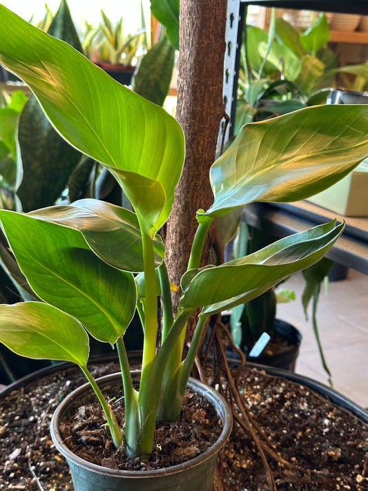 6" Strelitzia nicolai "White Bird of Paradise"