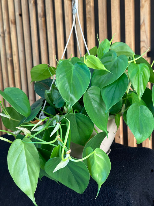 8" Philodendron hederaceum "Heartleaf Philodendron" HB