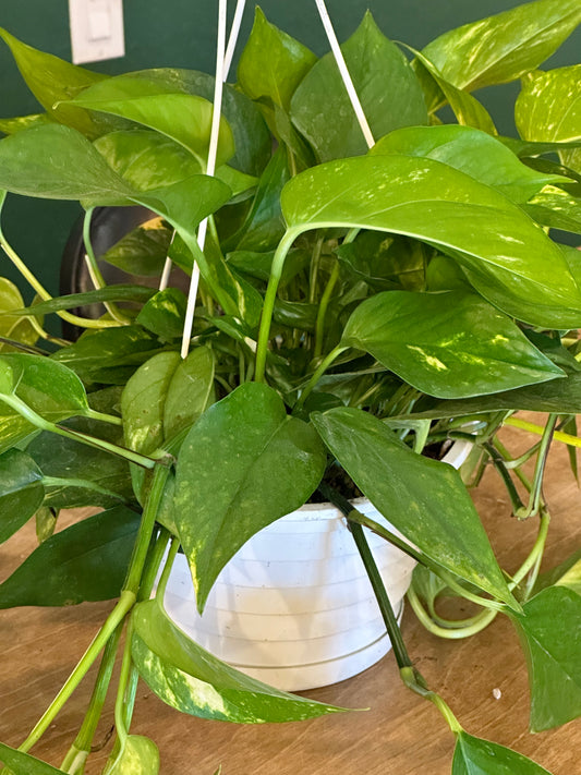 8" Epipremnum aureum "Hawaiian Pothos" HB