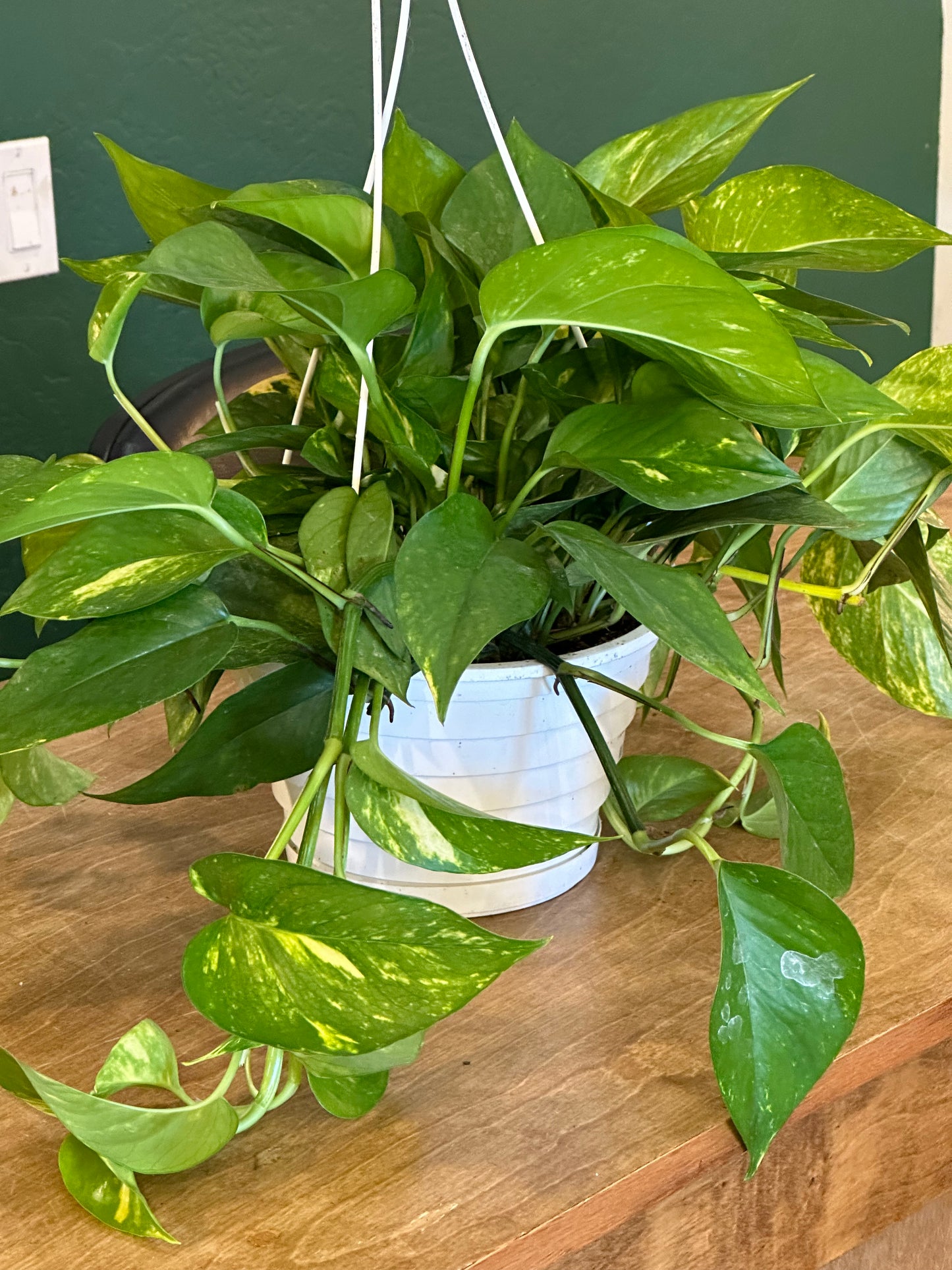 8" Epipremnum aureum "Hawaiian Pothos" HB