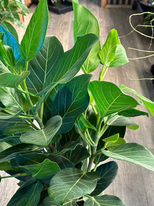 10" Ficus benghalensis "Audrey" Bush