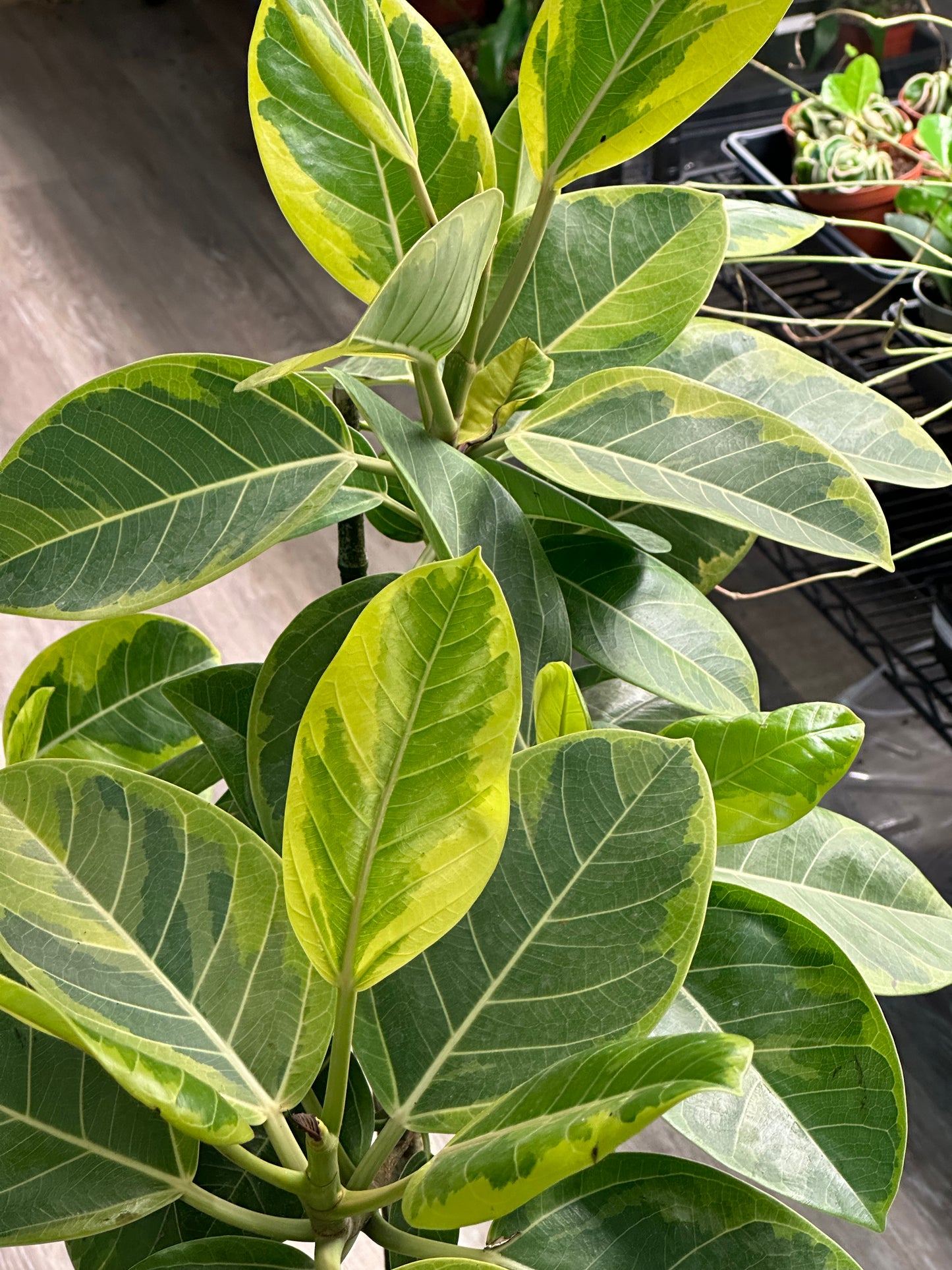 10" Ficus altissima "Yellow Gem"