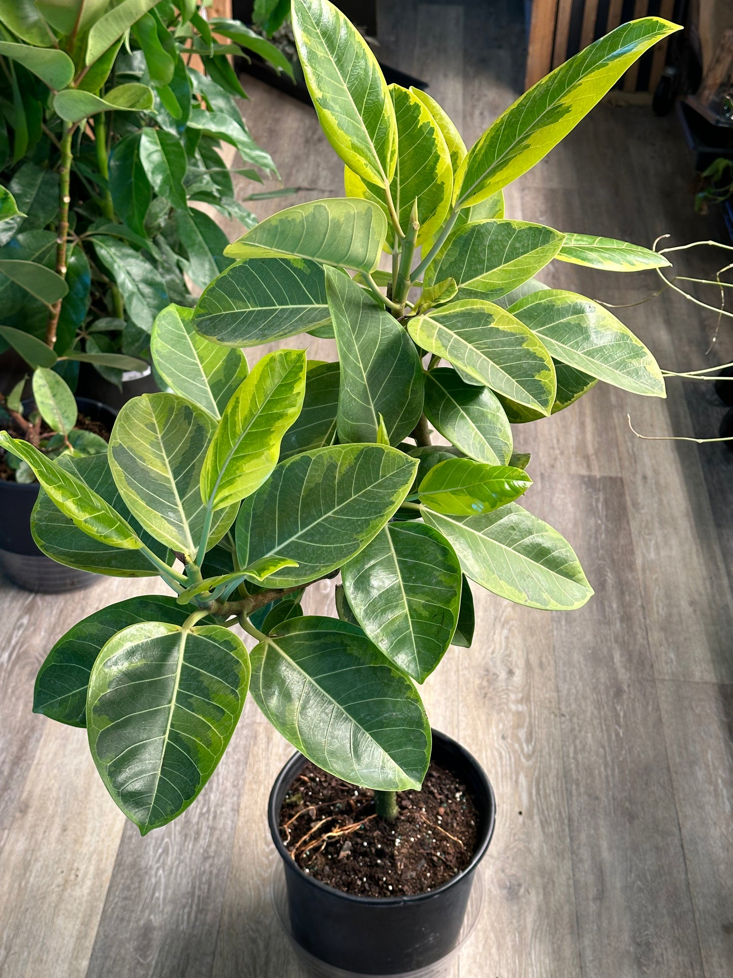 10" Ficus altissima "Yellow Gem"