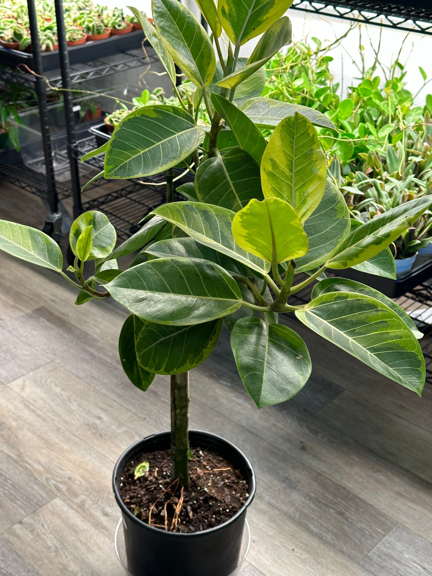 10" Ficus altissima "Yellow Gem"