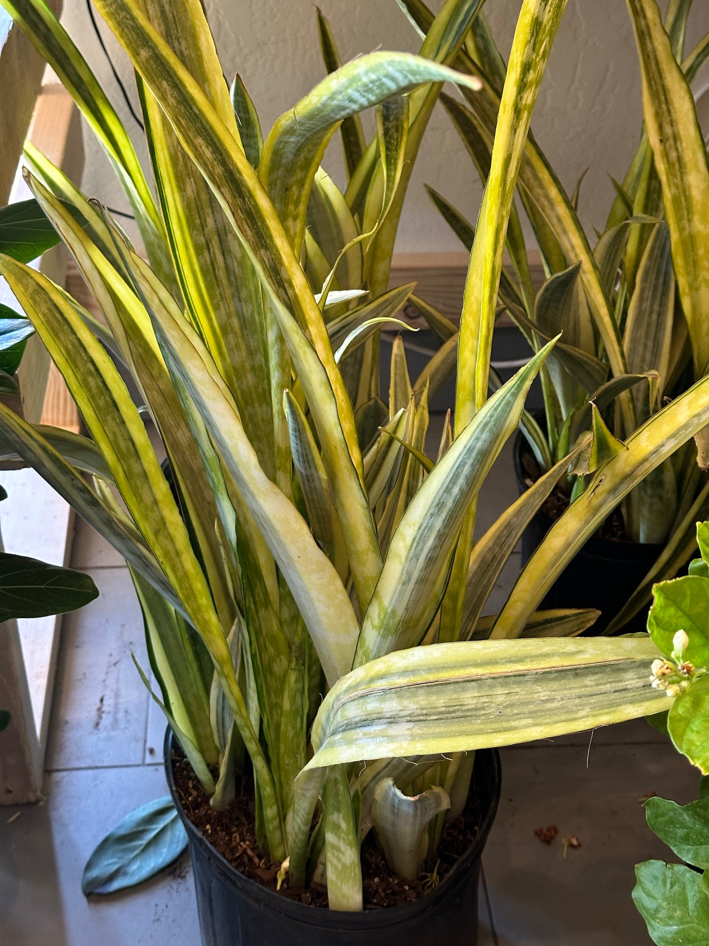 10" Dracaena trifasciata "Lauren" (Snake Plant)