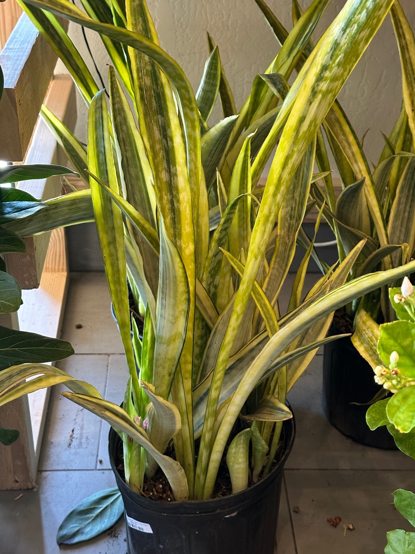 10" Dracaena trifasciata "Lauren" (Snake Plant)