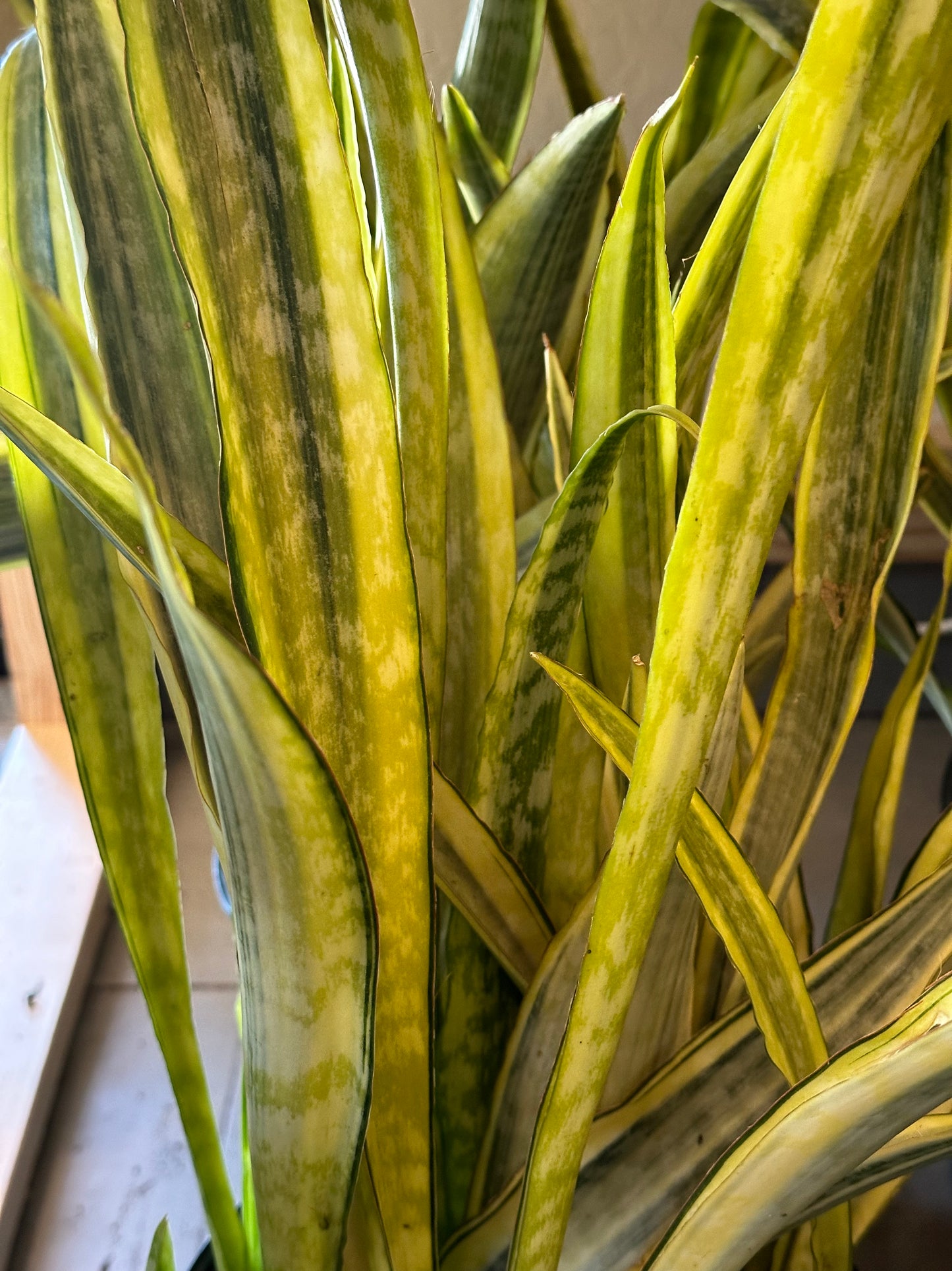 10" Dracaena trifasciata "Lauren" (Snake Plant)